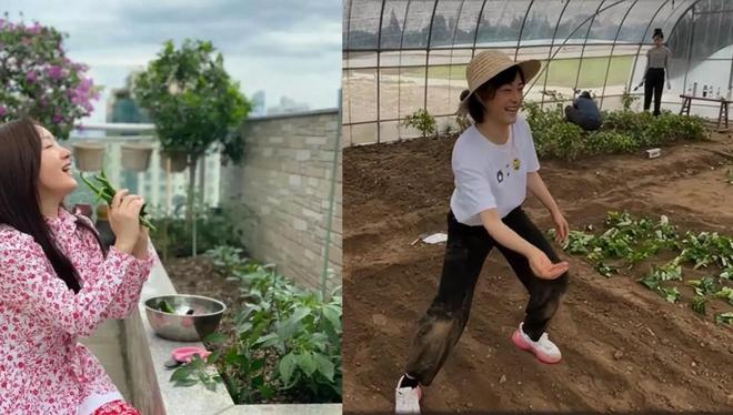 40岁孙俪和51岁杨钰莹同是种菜差距大！一个接地气一个太做作